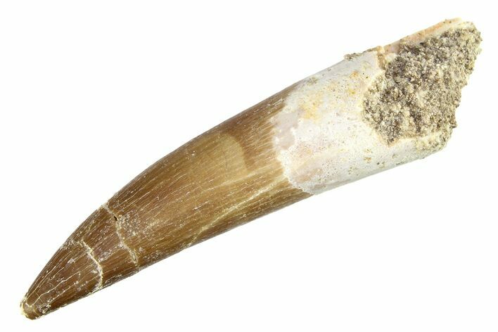 Fossil Plesiosaur (Zarafasaura) Tooth - Morocco #297922